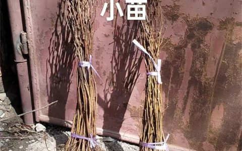 大榛子苗：抗寒耐旱、根系发达的优质苗木推荐