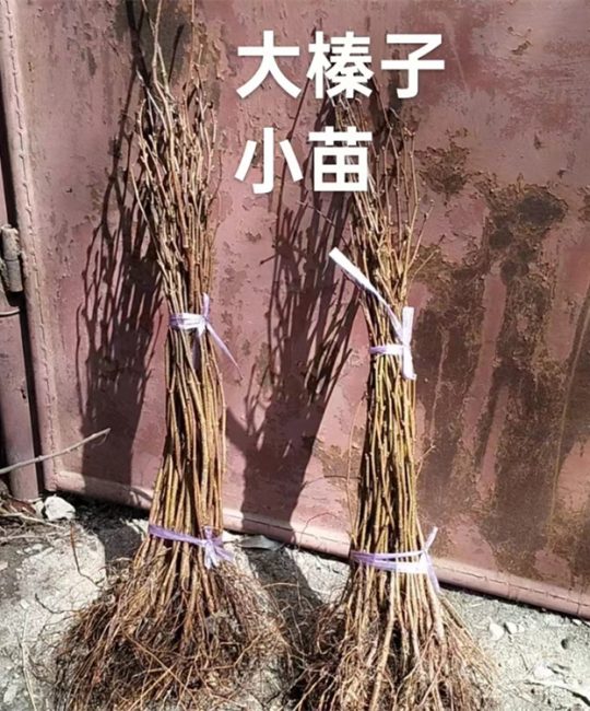 大榛子苗：抗寒耐旱、根系发达的优质苗木推荐