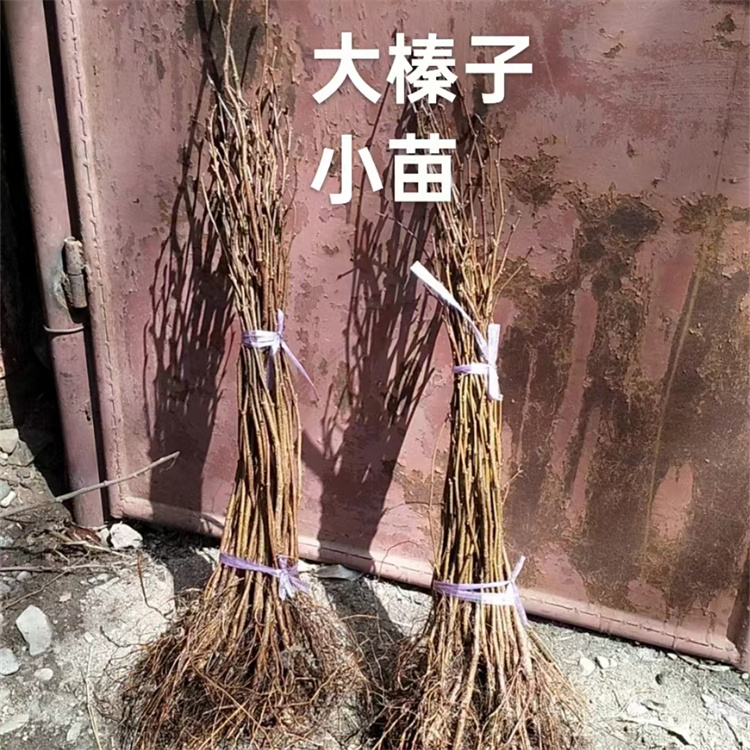 大榛子苗：抗寒耐旱、根系发达的优质苗木推荐