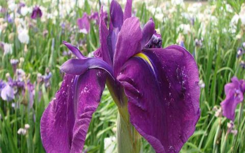 日本大花菖蒲 诚品苗圃 黄色系地被植物 4月花期 露地栽培