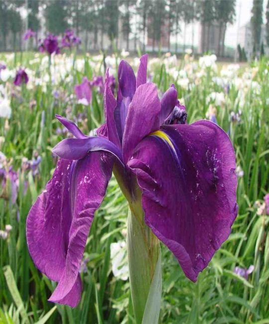 日本大花菖蒲 诚品苗圃 黄色系地被植物 4月花期 露地栽培