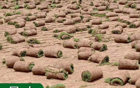 大量供应早熟禾草坪草 耐践踏耐旱冷季型机场跑道草坪 边坡绿化草种