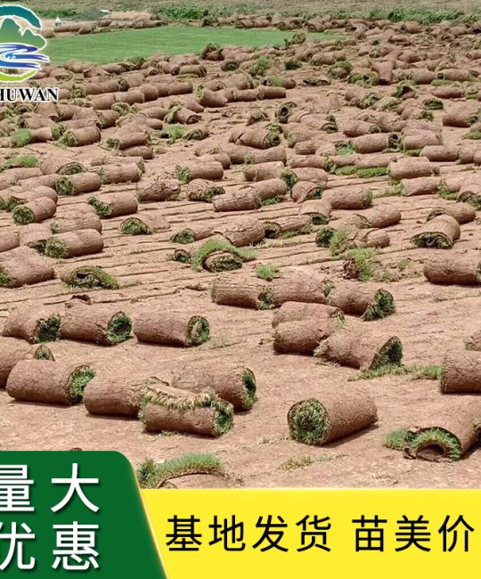 大量供应早熟禾草坪草 耐践踏耐旱冷季型机场跑道草坪 边坡绿化草种