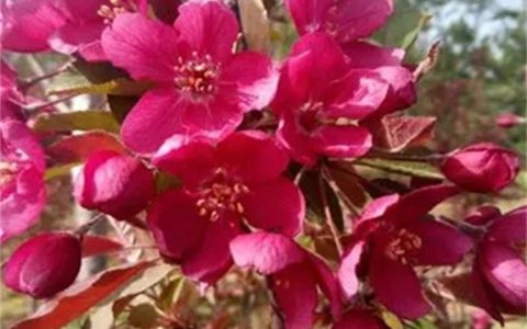 红丽海棠：春季观花红叶落叶乔木，行道树与庭荫树优选