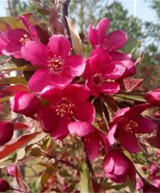 红丽海棠：春季观花红叶落叶乔木，行道树与庭荫树优选