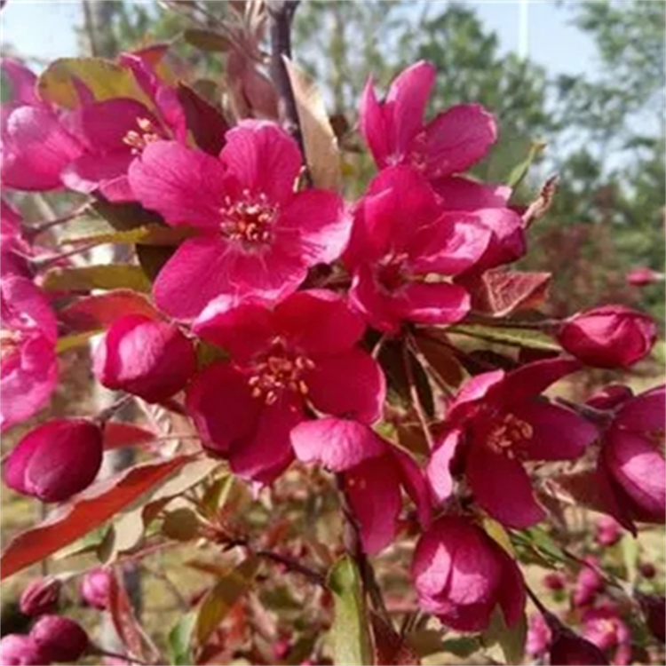 红丽海棠：春季观花红叶落叶乔木，行道树与庭荫树优选