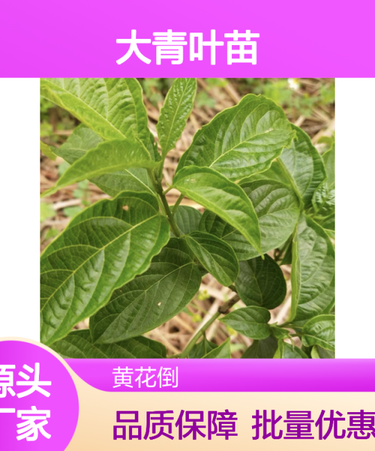 路边青常绿灌木苗：圆球形树形适合园林绿化与家庭种植