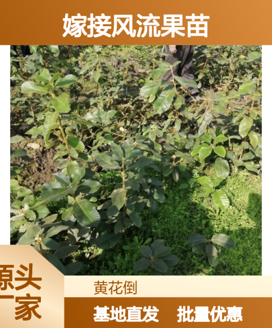 风流果苗 72cm高圆柱型常绿观果灌木，诚品苗圃直供