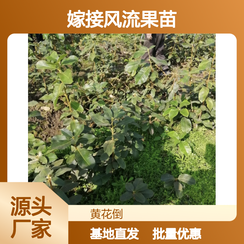 风流果苗 72cm高圆柱型常绿观果灌木，诚品苗圃直供