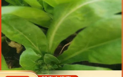 金盏菊 宿根地被盆栽花卉 耐寒观花植物