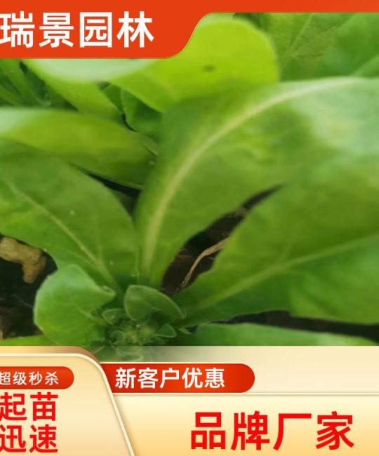 金盏菊 宿根地被盆栽花卉 耐寒观花植物