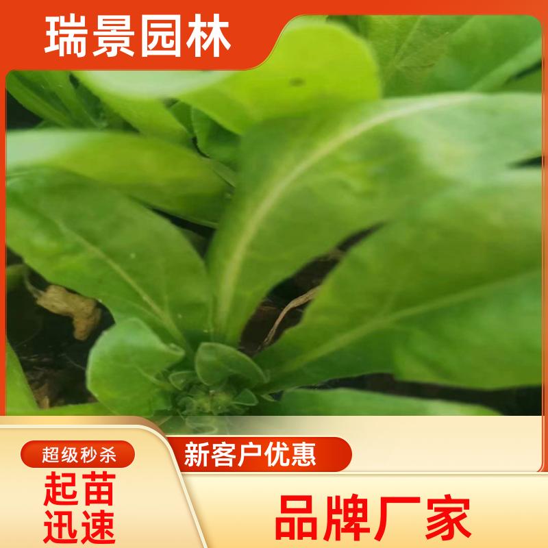 金盏菊 宿根地被盆栽花卉 耐寒观花植物