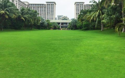 诚品苗圃四季常青地毯草种子 高发芽率绿化工程专用