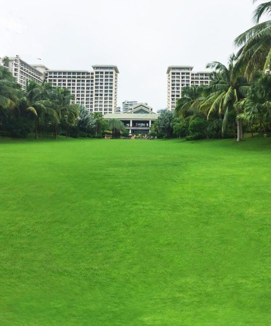 诚品苗圃四季常青地毯草种子 高发芽率绿化工程专用