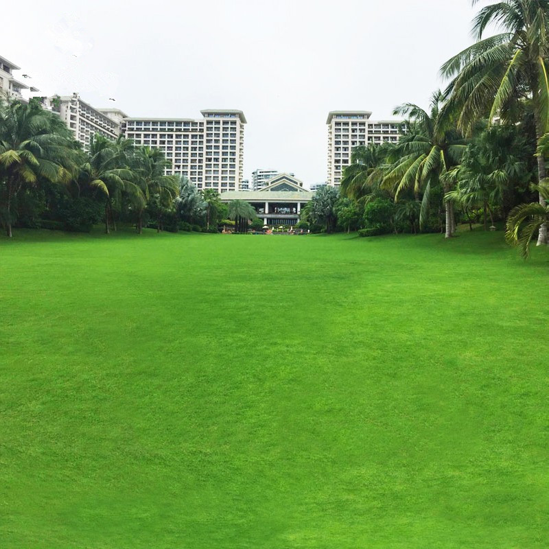 诚品苗圃四季常青地毯草种子 高发芽率绿化工程专用