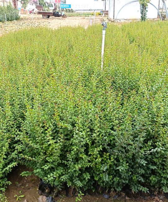 小叶女贞绿篱苗：2.2年苗地径5cm常绿色块植物