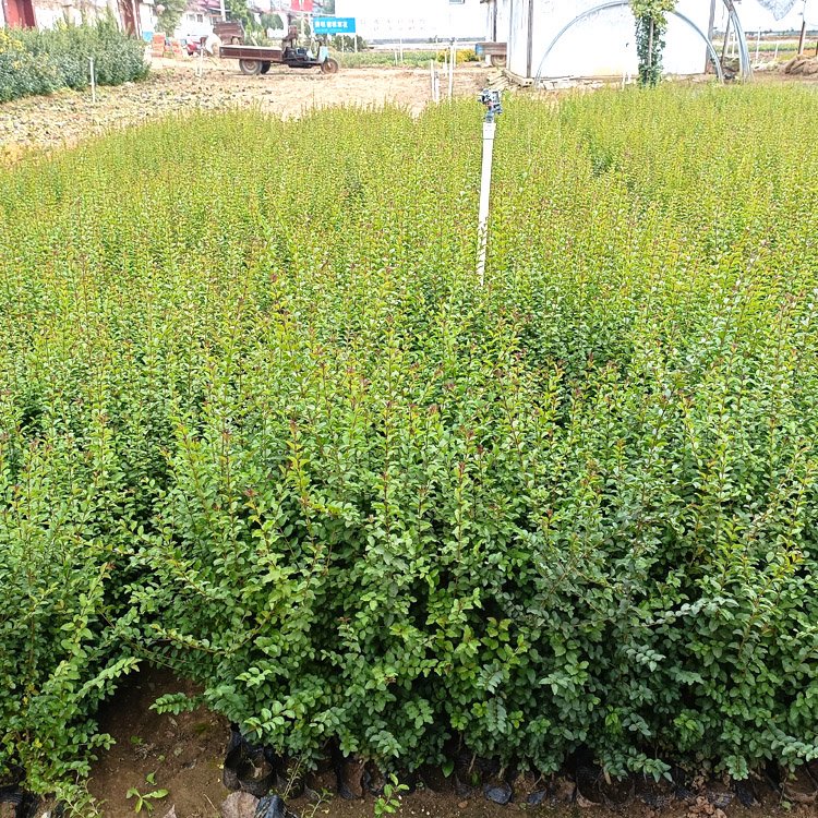 小叶女贞绿篱苗：2.2年苗地径5cm常绿色块植物