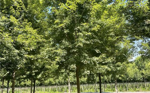 羽毛红枫18公分胸径行道树庭院景观树种