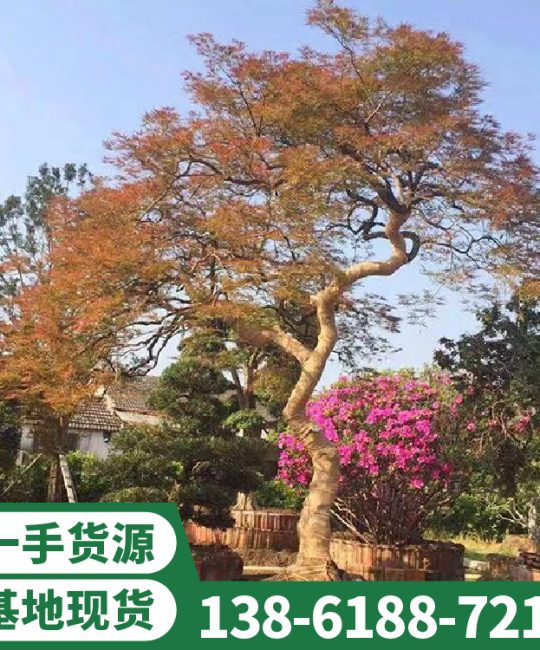 诚品苗圃 3cm胸径羽毛枫 2.8m庭院观赏红叶树