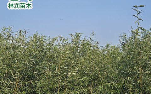 诚品苗圃2年树龄美国竹柳4米株高带土球观赏乔木