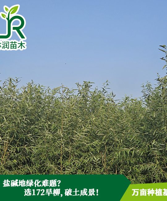诚品苗圃2年树龄美国竹柳4米株高带土球观赏乔木