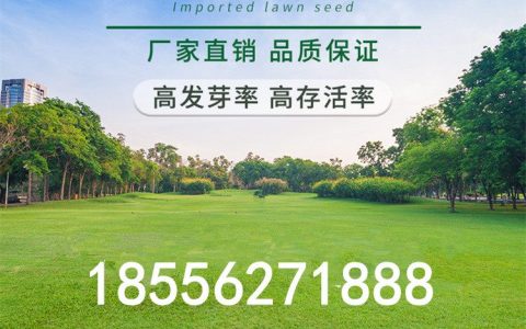 田菁种子批发 1kg耐涝耐旱耐盐碱牧草种子发芽率95%一级品