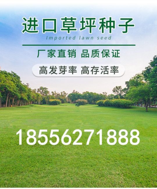 田菁种子批发 1kg耐涝耐旱耐盐碱牧草种子发芽率95%一级品