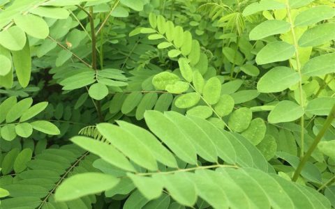紫穗槐 5cm地径落叶灌木 80cm高护坡造林首选