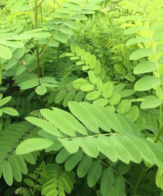 紫穗槐 5cm地径落叶灌木 80cm高护坡造林首选