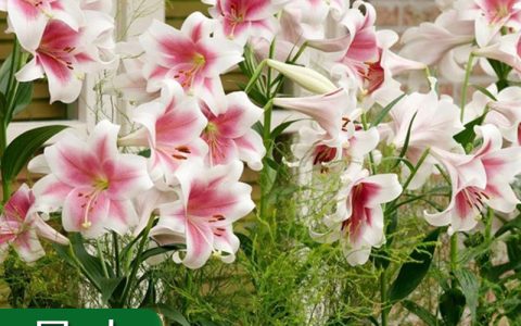 批发多季开花百合种球 四季盆栽诚品苗圃正品货源