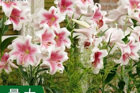 批发多季开花百合种球 四季盆栽诚品苗圃正品货源