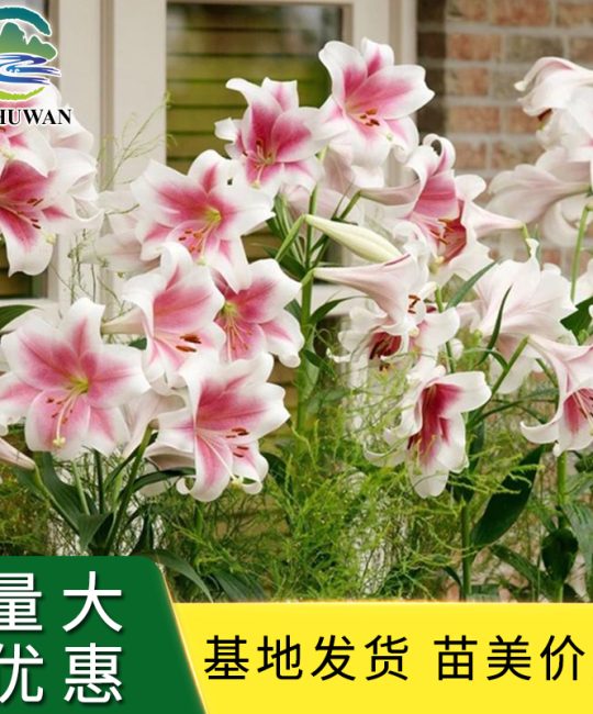 批发多季开花百合种球 四季盆栽诚品苗圃正品货源