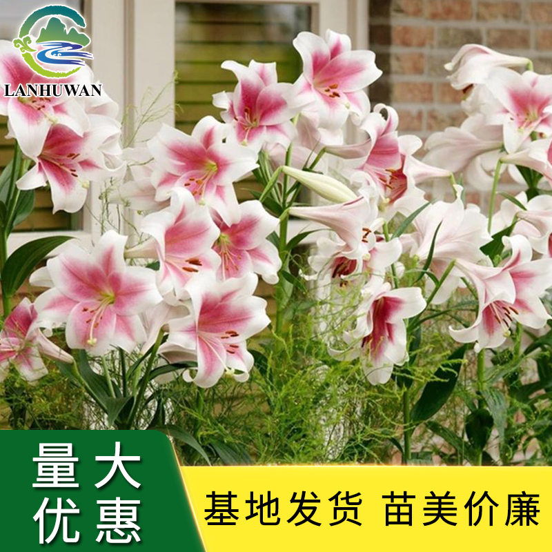 批发多季开花百合种球 四季盆栽诚品苗圃正品货源