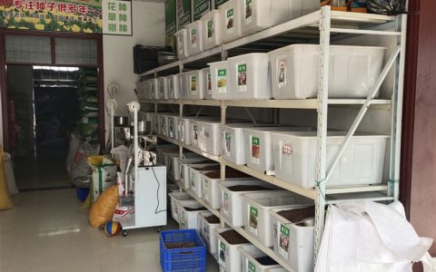 重瓣太阳花种子 高发芽率绿化工程草花种籽