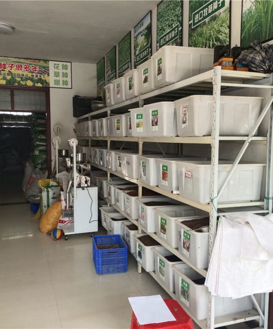 重瓣太阳花种子 高发芽率绿化工程草花种籽