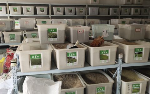 高发芽率杉木种子 诚品苗圃提供种植技术