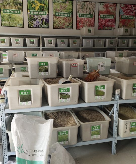 高发芽率杉木种子 诚品苗圃提供种植技术