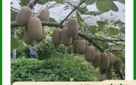 早熟红心猕猴桃苗 诚品苗圃一级嫁接苗 华南露地丰产种植指南