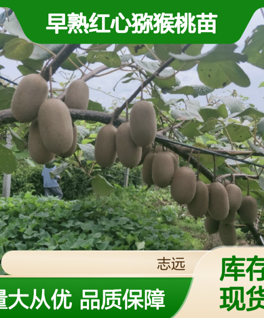 早熟红心猕猴桃苗 诚品苗圃一级嫁接苗 华南露地丰产种植指南