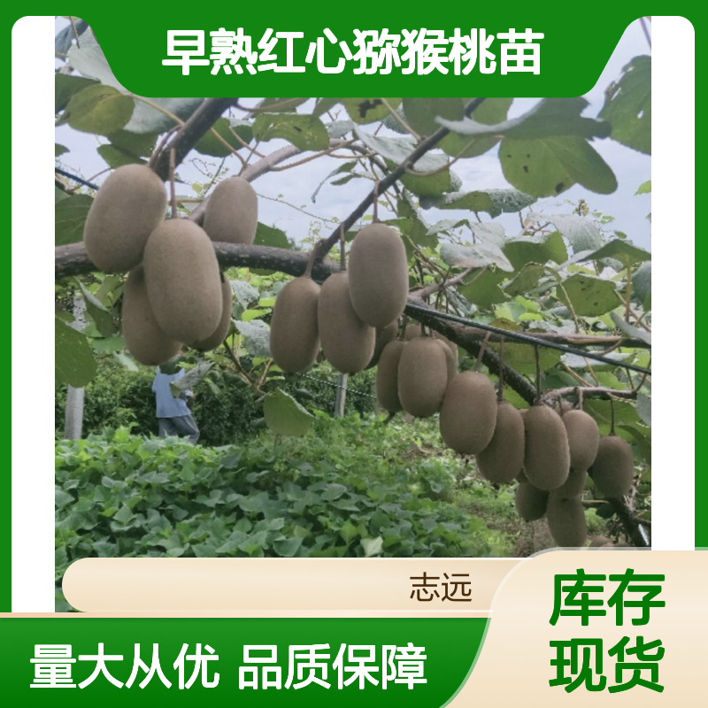 早熟红心猕猴桃苗 诚品苗圃一级嫁接苗 华南露地丰产种植指南