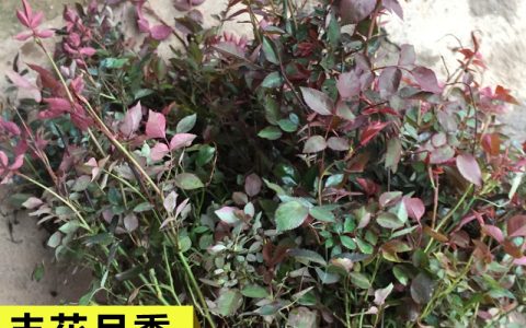 钻石月季 0.5年树龄地径0.4cm 常年开花绿篱植物