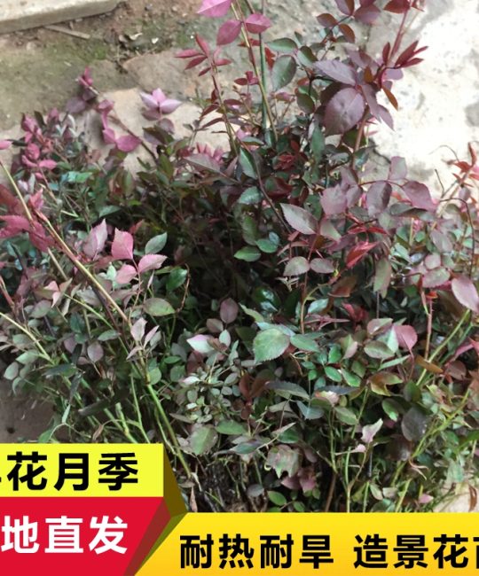 钻石月季 0.5年树龄地径0.4cm 常年开花绿篱植物