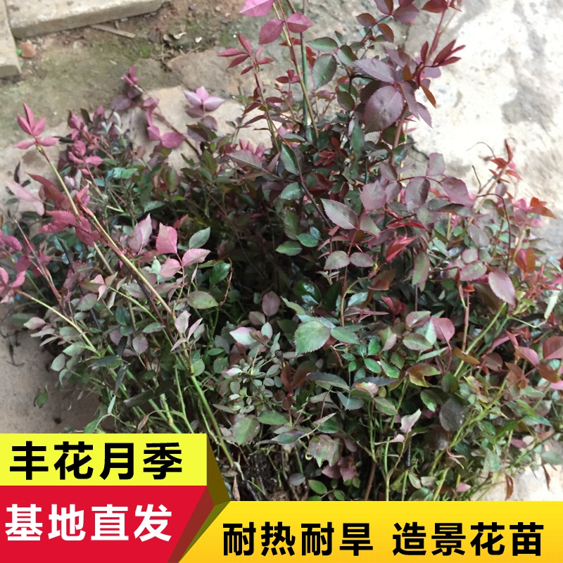 钻石月季 0.5年树龄地径0.4cm 常年开花绿篱植物