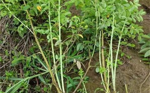 四季玫瑰苗：红色重瓣丰花月季的种植与养护指南