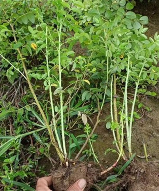 四季玫瑰苗：红色重瓣丰花月季的种植与养护指南