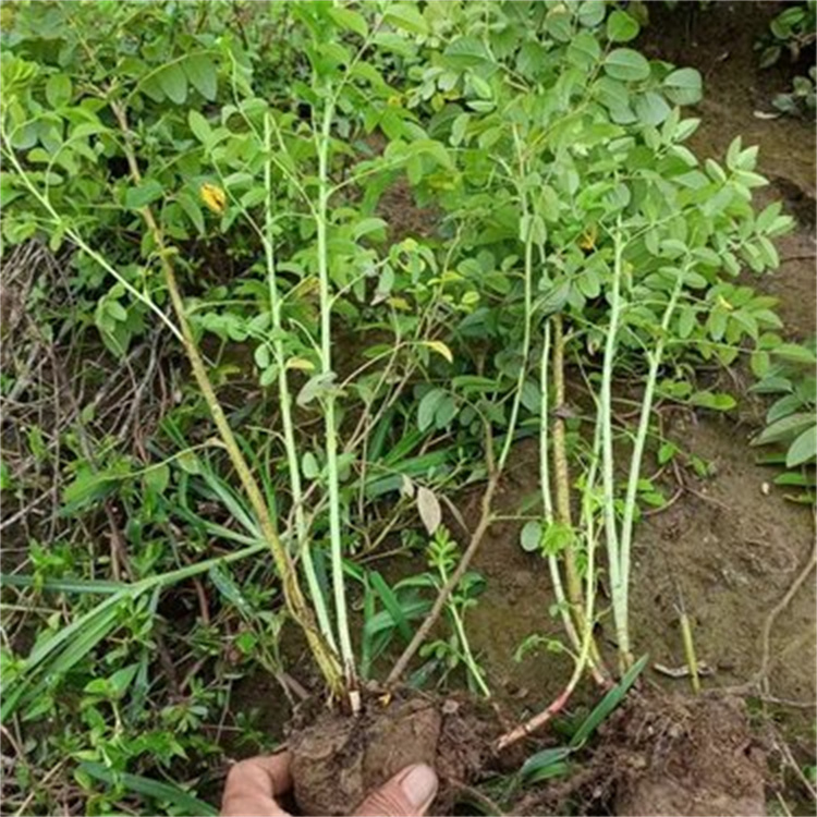 四季玫瑰苗：红色重瓣丰花月季的种植与养护指南