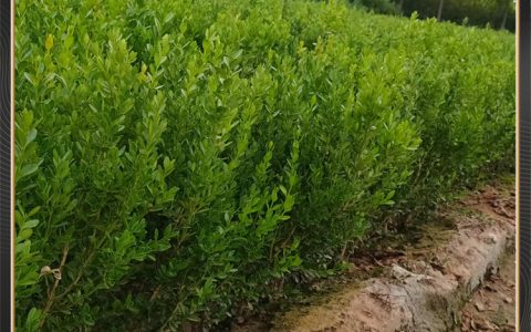 朝鲜黄杨 0.5cm地径常绿花坛绿篱灌木
