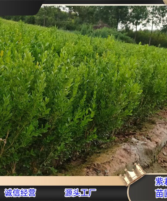 朝鲜黄杨 0.5cm地径常绿花坛绿篱灌木