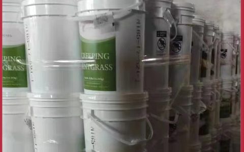 诚品苗圃进口剪股颖种子 耐践踏高成活率草坪种植指南