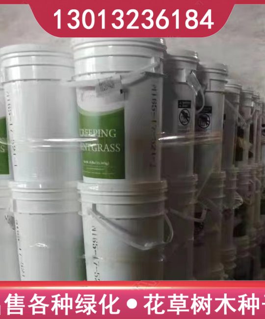 诚品苗圃进口剪股颖种子 耐践踏高成活率草坪种植指南